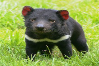 tasmanian devils